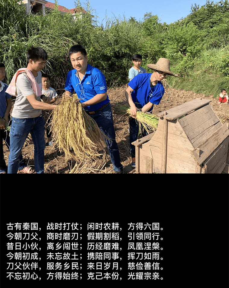刀父稻谷豐收